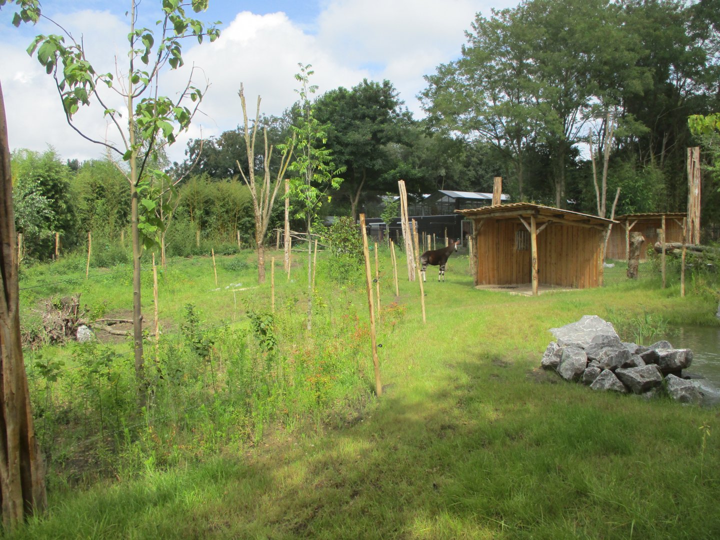 Ngyuwe - First okapi enclosure