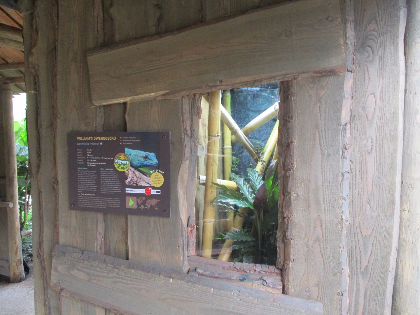 Ngyuwe - Gecko terrarium