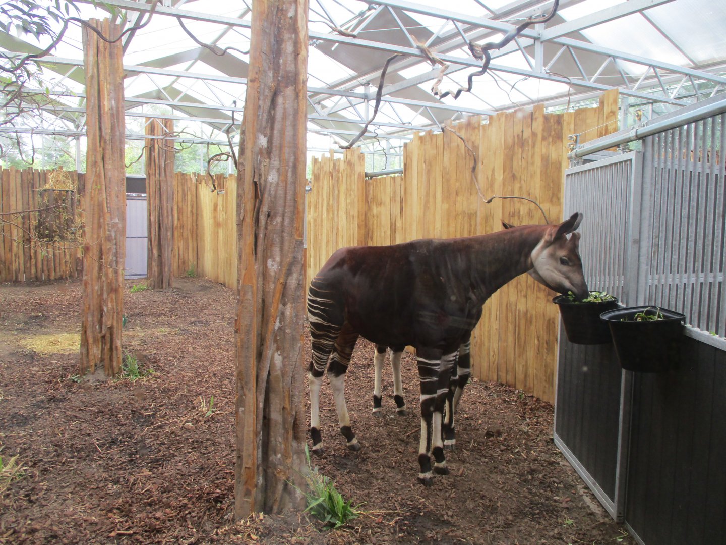 Ngyuwe - Okapi indoors