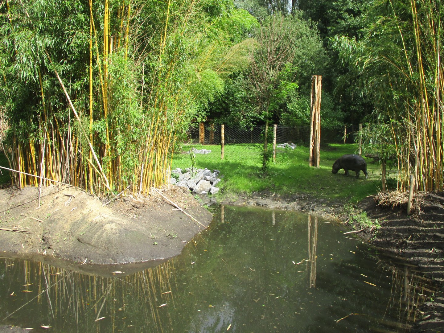 Ngyuwe - Pygmy hippo enclosure