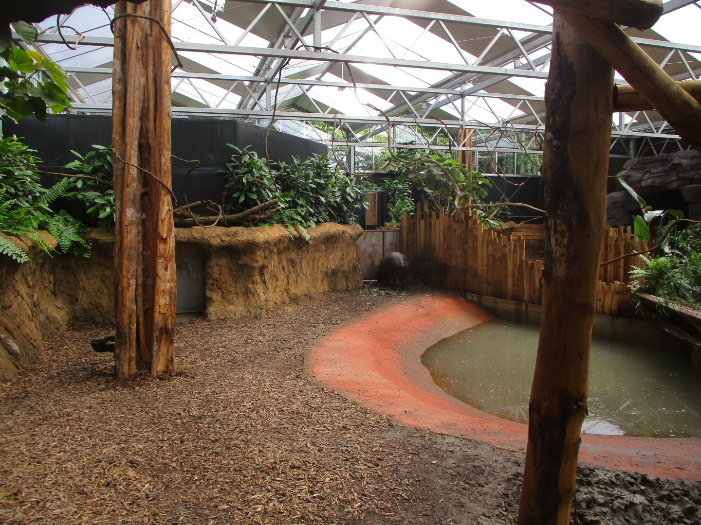 Ngyuwe - Pygmy hippo indoors