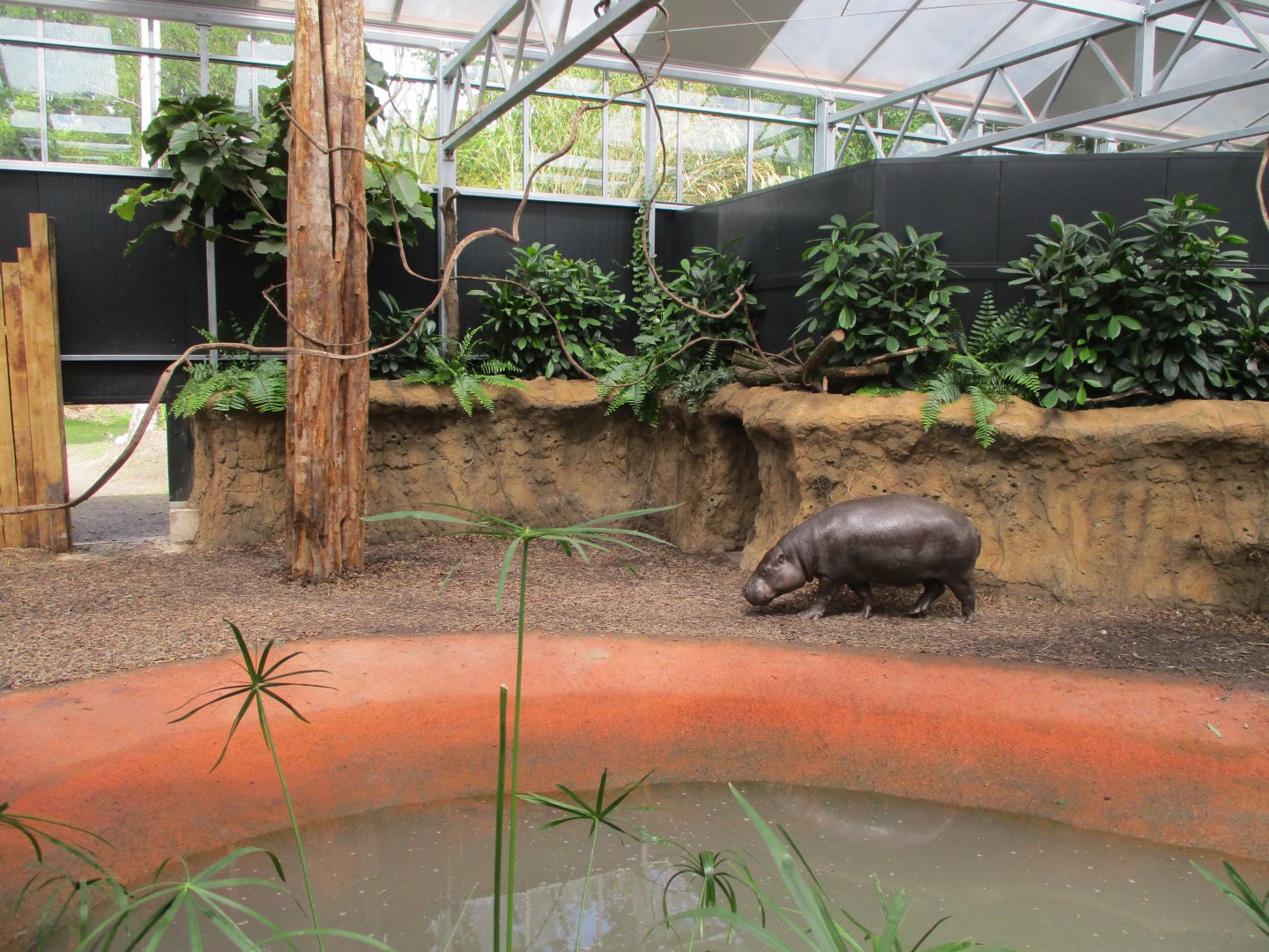 Ngyuwe - Pygmy hippo indoors