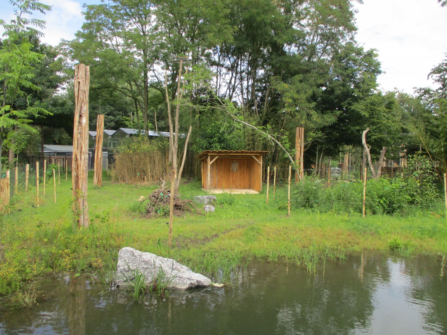 Ngyuwe - Second okapi enclosure