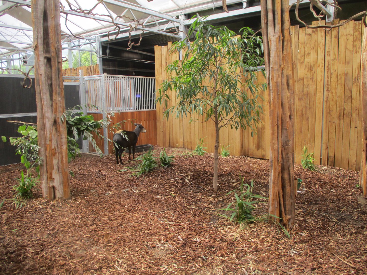 Ngyuwe - Yellow-backed duiker indoors