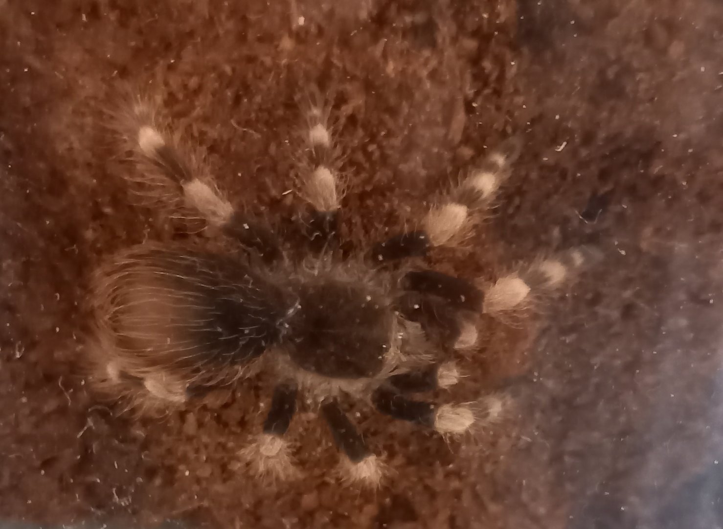 Nhandu colorratovillosus