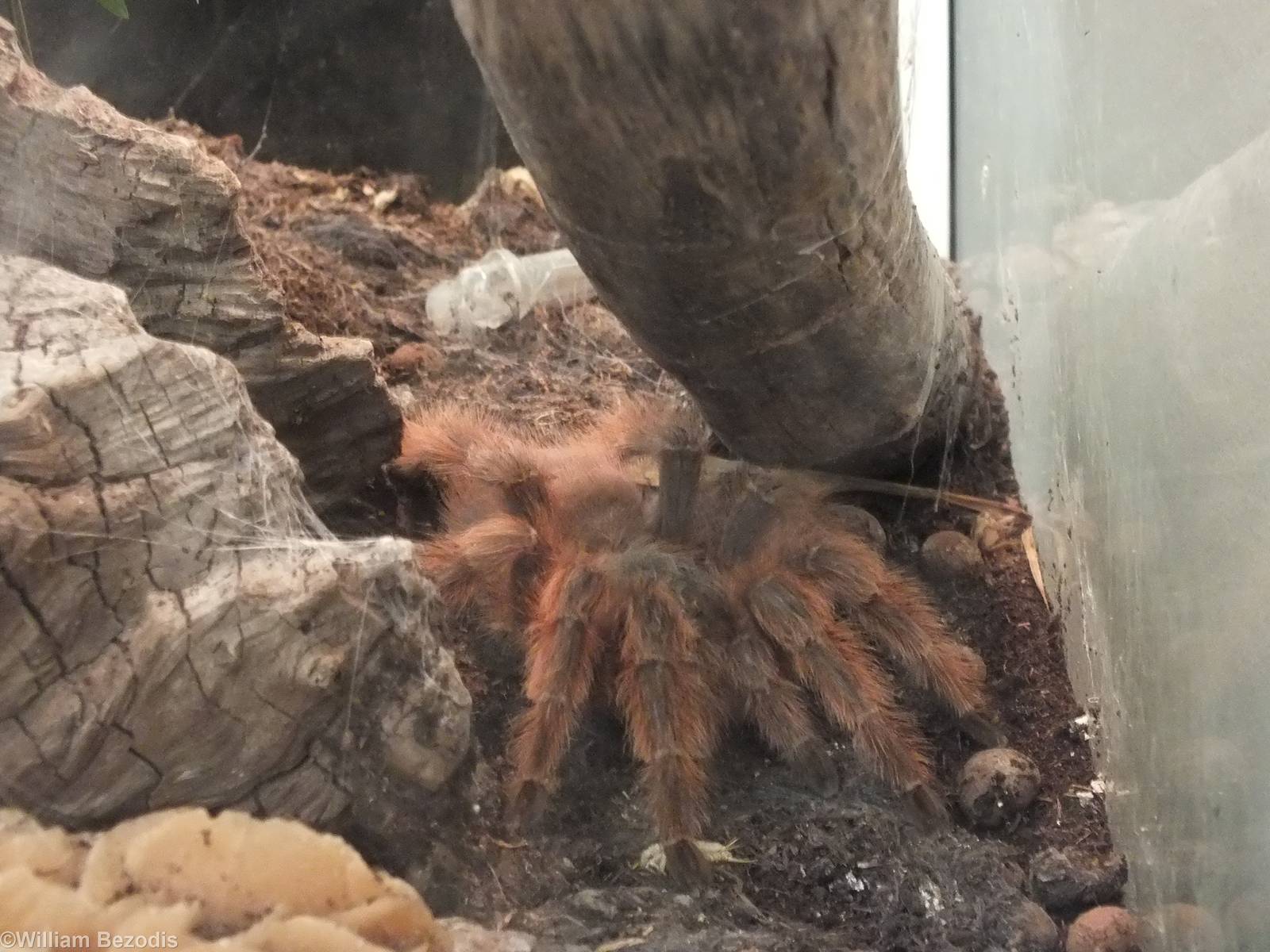 Nhandu vulpinus - 'The Fascinating World of Spiders and Scorpions' Exhibit