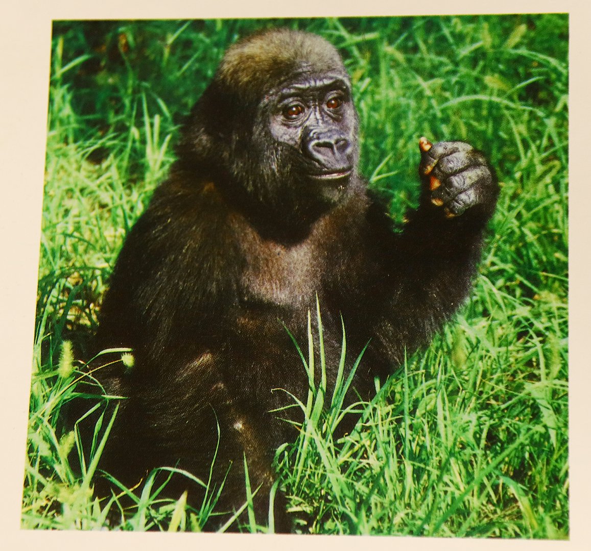 Ni kou, a gorilla in his childhood (around 1983?)