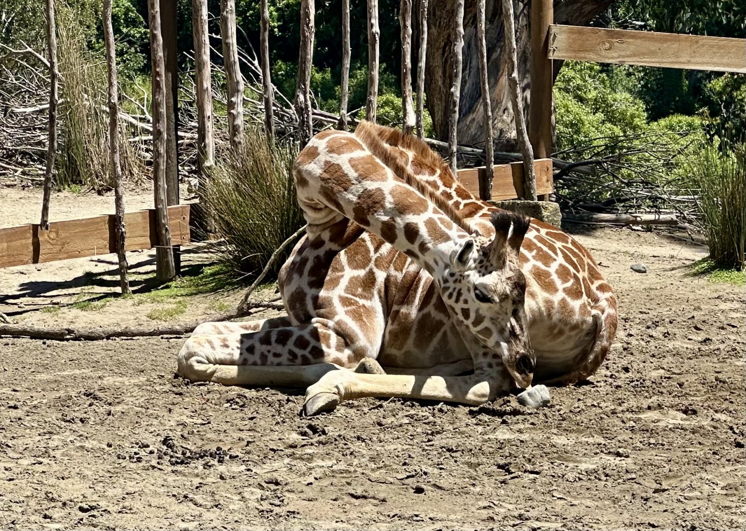 Nia (13 Month Old Giraffe Calf)