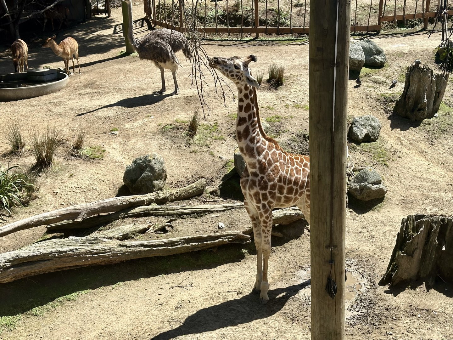 Nia (13 Month Old Giraffe Calf)
