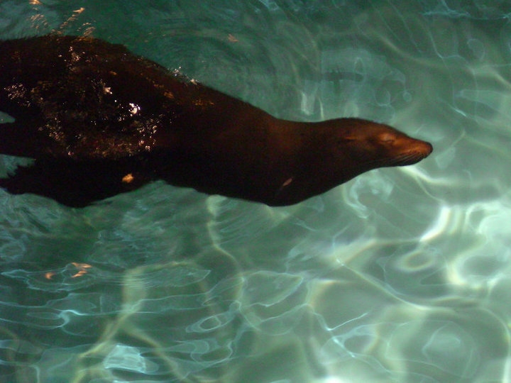 Niagara Falls Aquarium