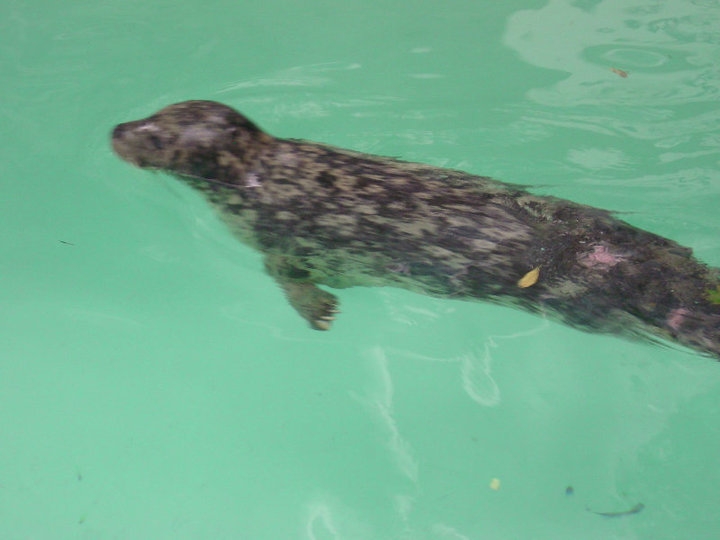 Niagara Falls Aquarium