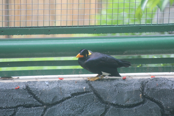 Nias hill myna (Gracula robusta)
