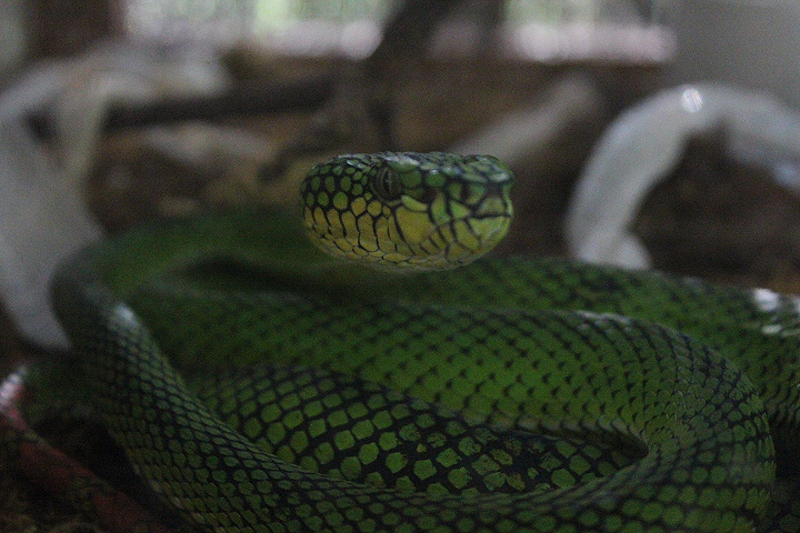 Nias pit viper (Trimeresurus calamitas) - Taman Konservasi Sato Loka