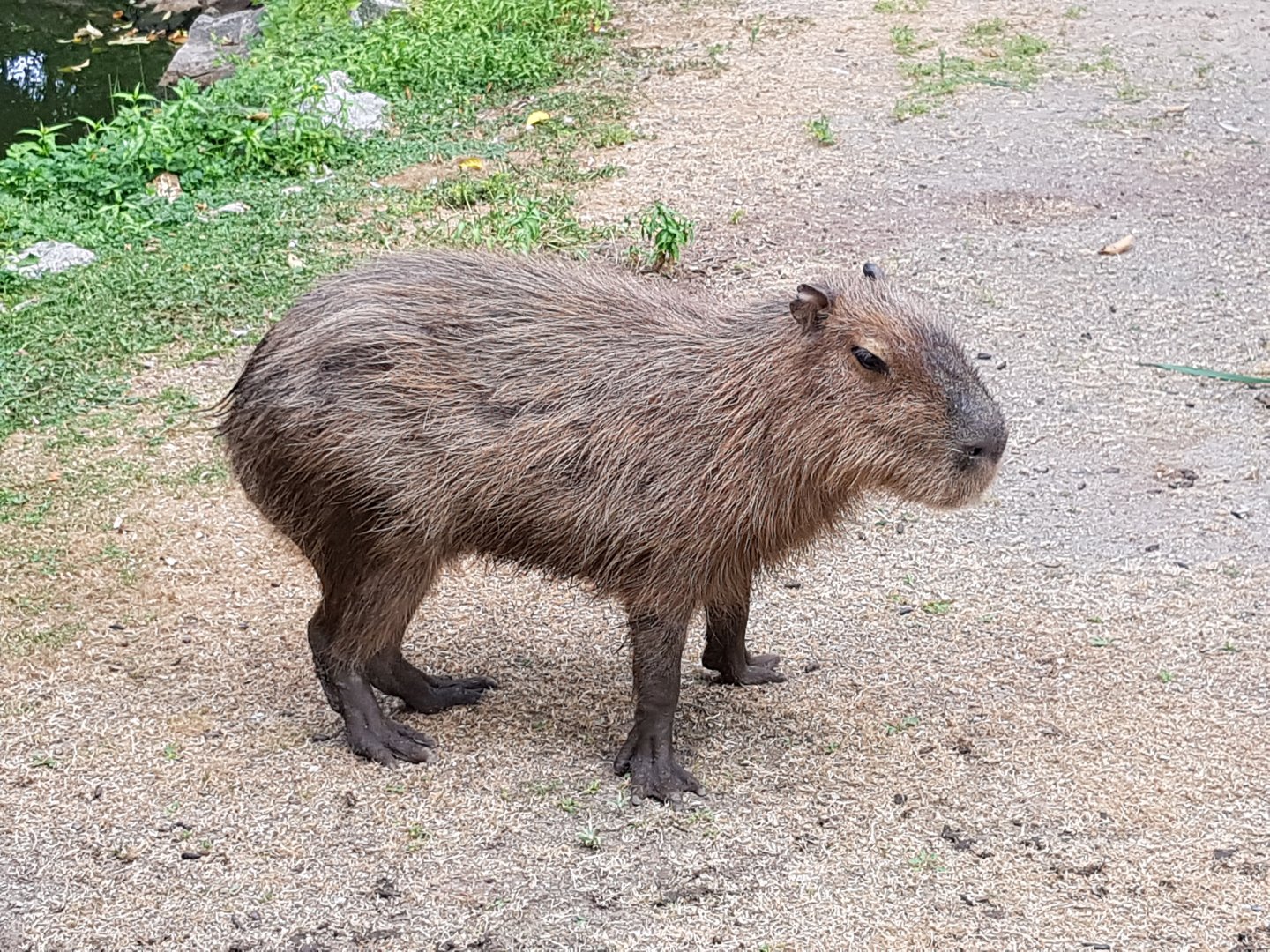 Nibs - Capybara