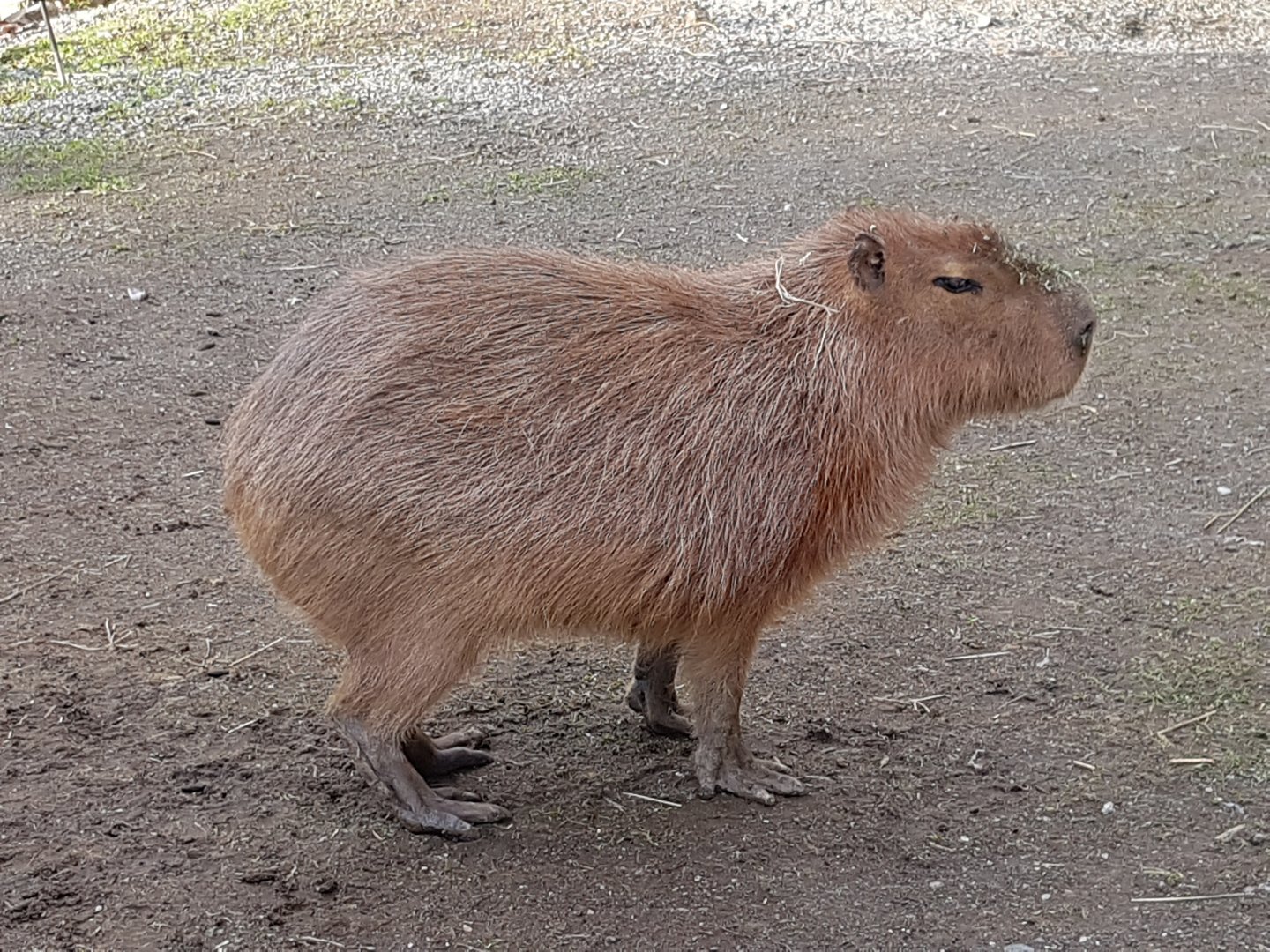 Nibs (Capybara)