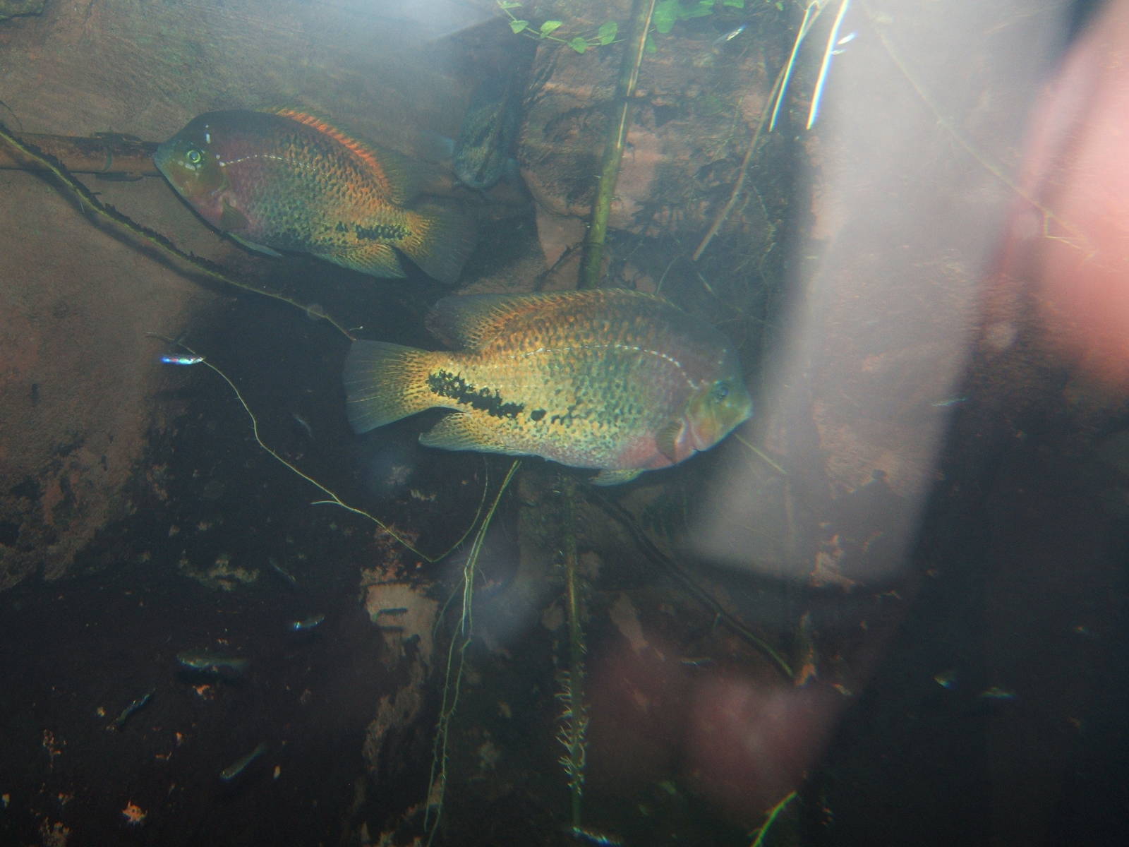 Nicaragua Cichlid (Cichlasoma nicarguense)