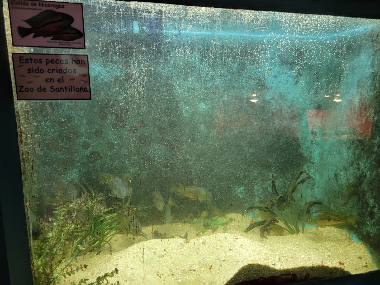 Nicaragua cichlid exhibit -Zoo de Santillana del Mar (2023)