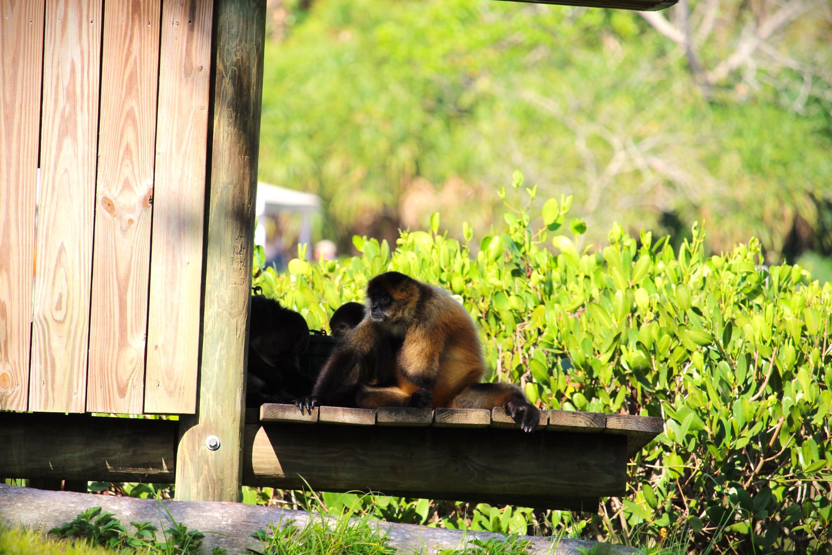 Nicaraguan and Mexican Spider Monkeys