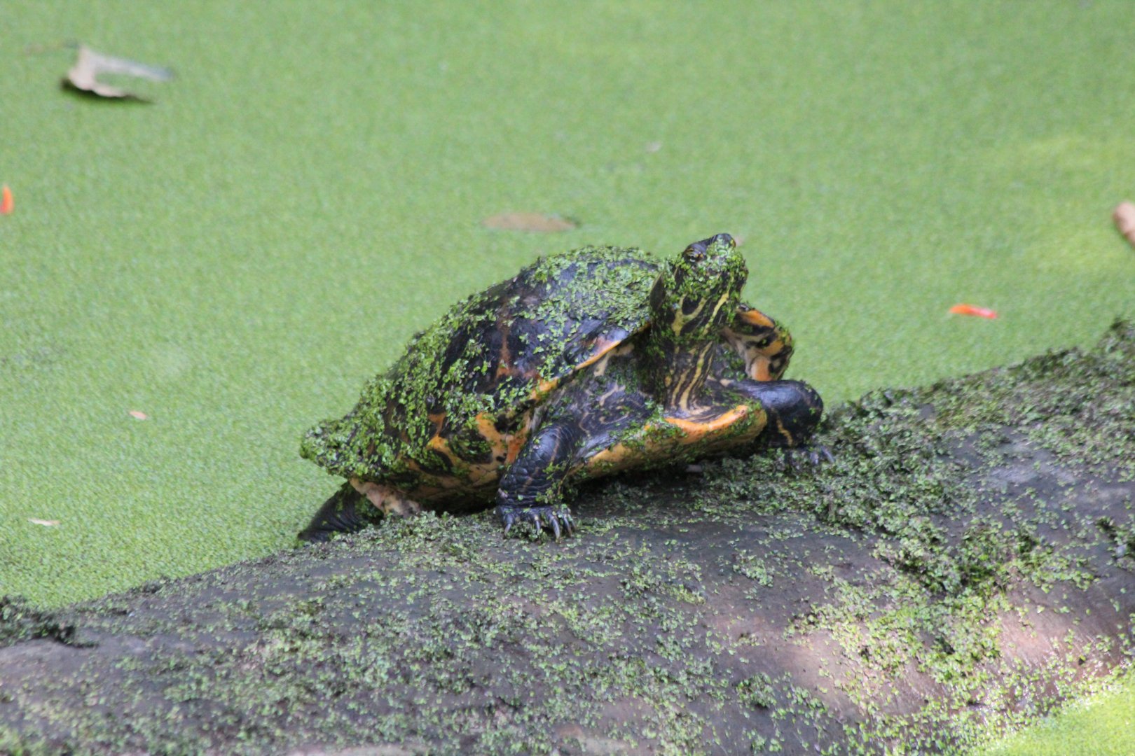 Nicaraguan Slider - Mar 2019