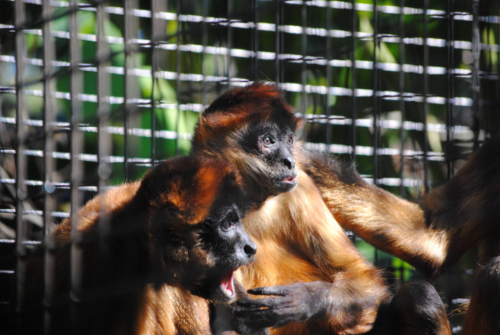 Nicaraguan Spider Monkeys