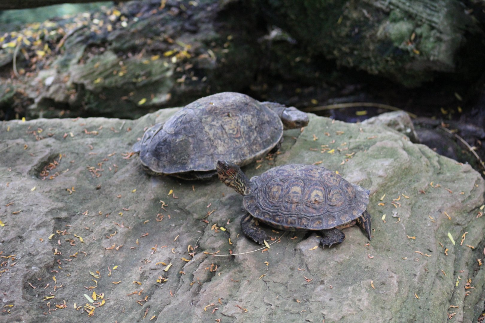Nicaraguan Wood Turtle