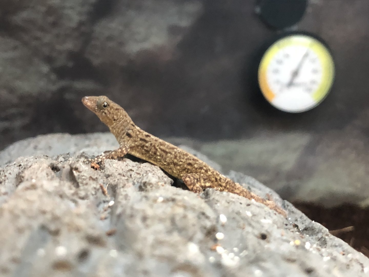 Nicaraguan yellow-headed gecko (Petco)
