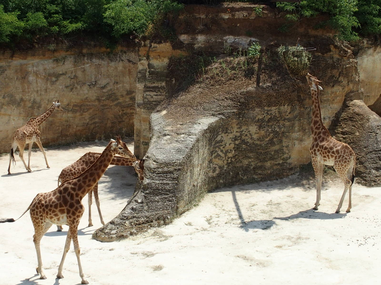 nice grouping of giraffe