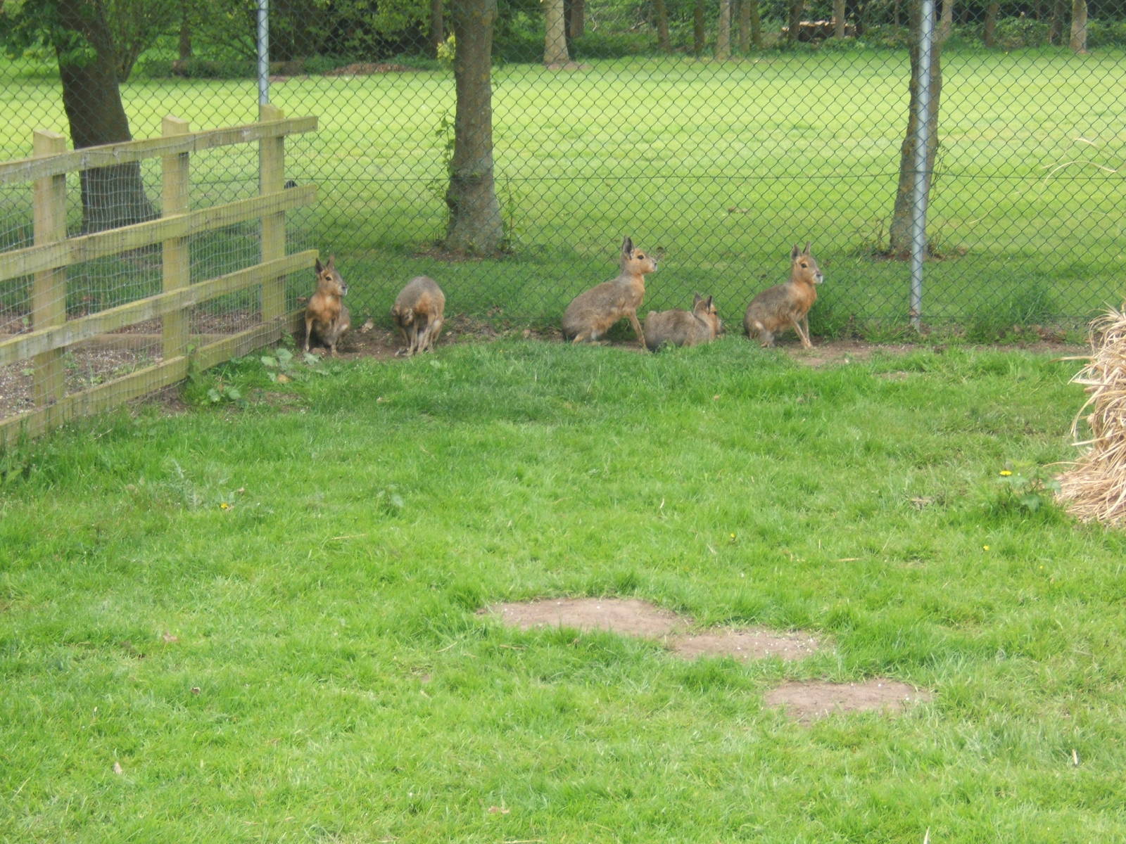 Nice little group of Mara