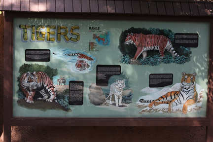 nice looking tiger sign