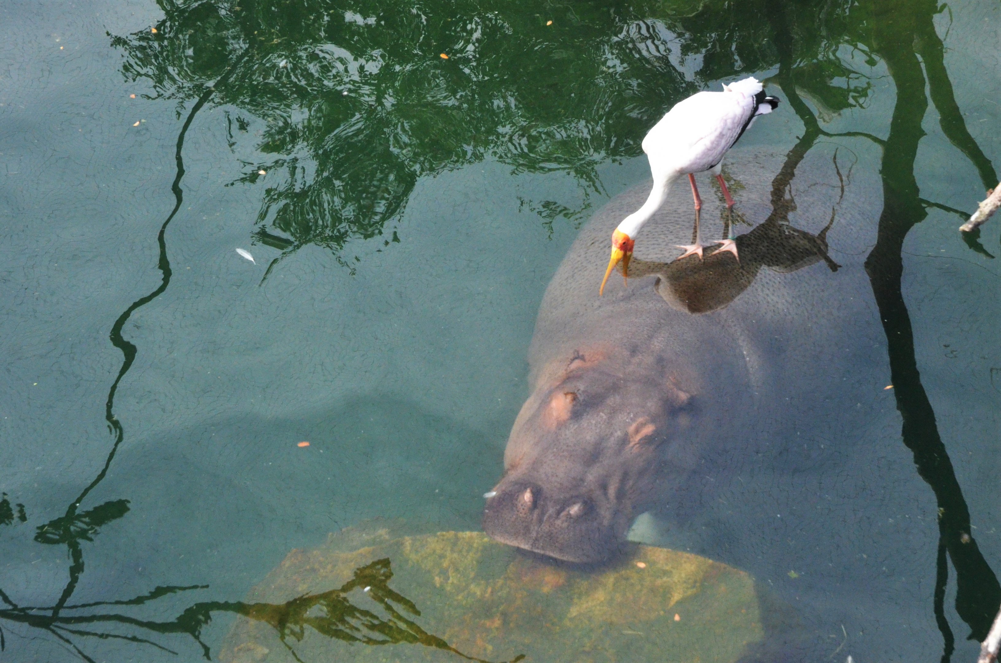 Nice Spot to Fish at Beauval, 12/06/18