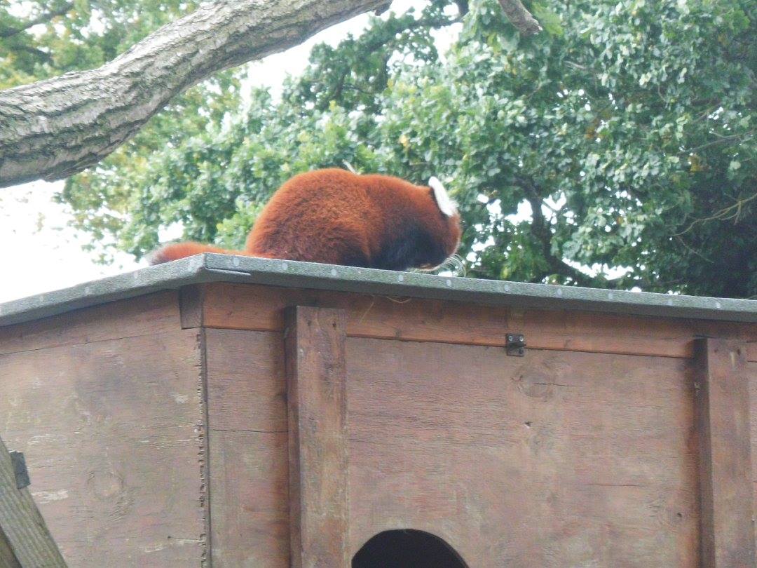 Nice view of one of the Red Pandas