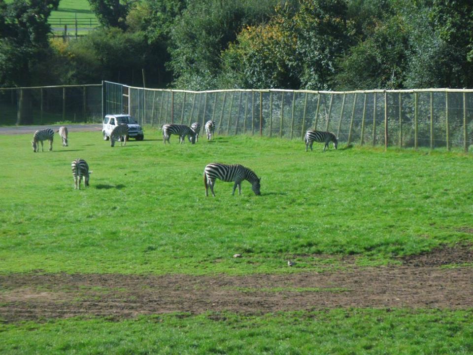 Nice View Of The Zebras