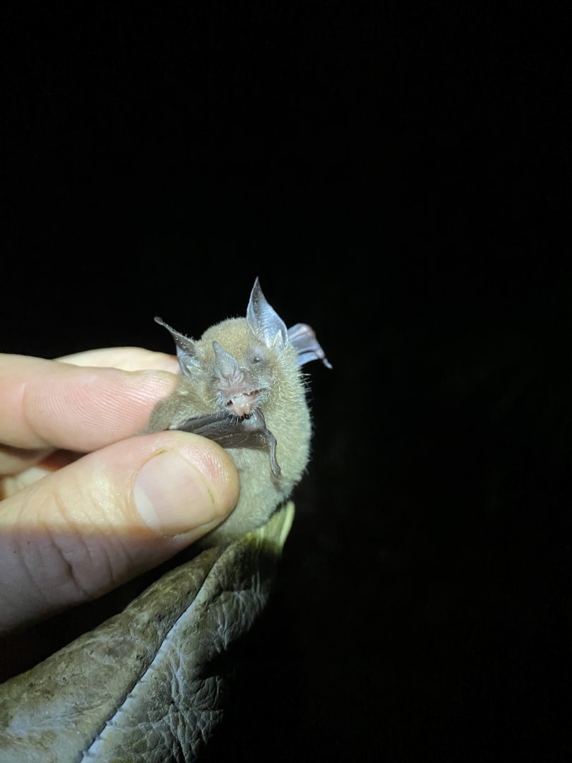 Niceforo’s Big-eared Bat (Trinycteris nicefori)
