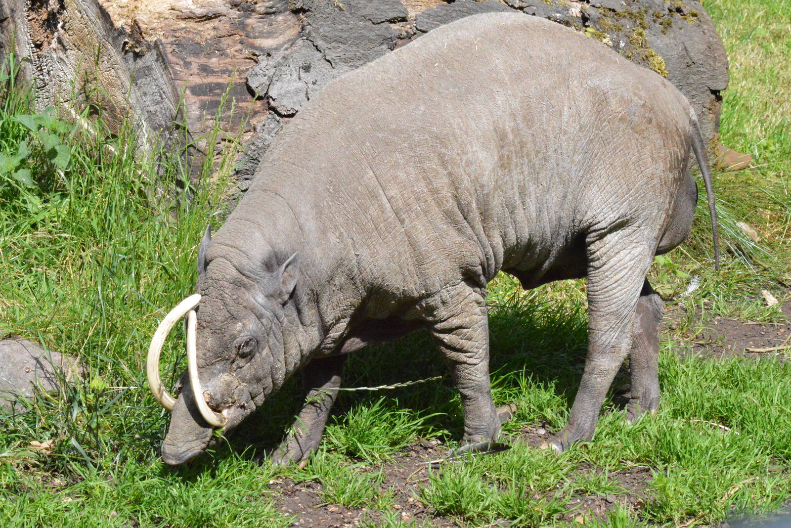 Nick the elderly Babirusa