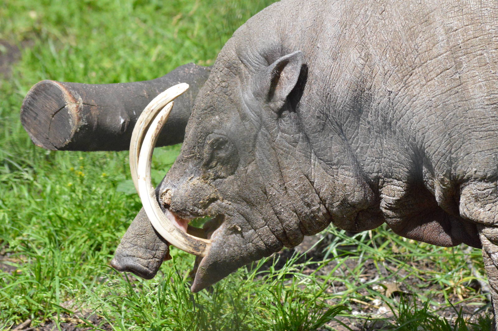 Nick the elderly Babirusa