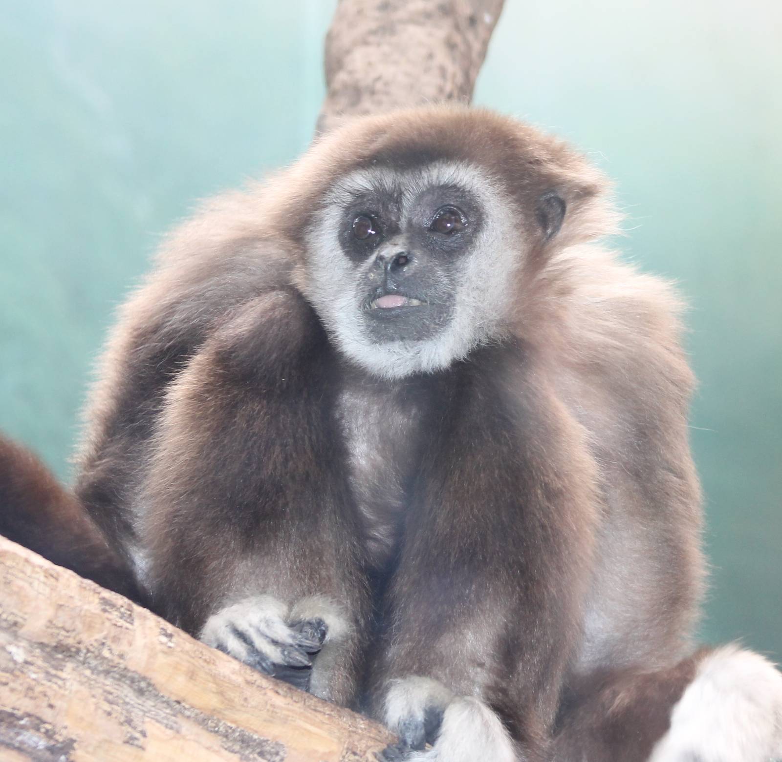 Nicky, a white-handed gibbon