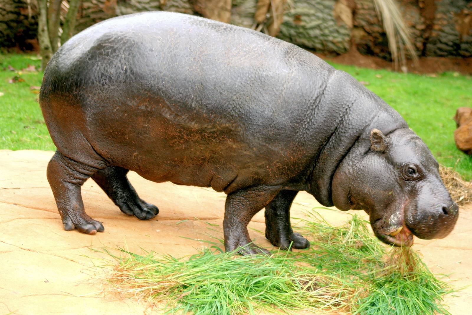 'Nicky' female pygmy hippo; London Zoo; 2nd May 2014