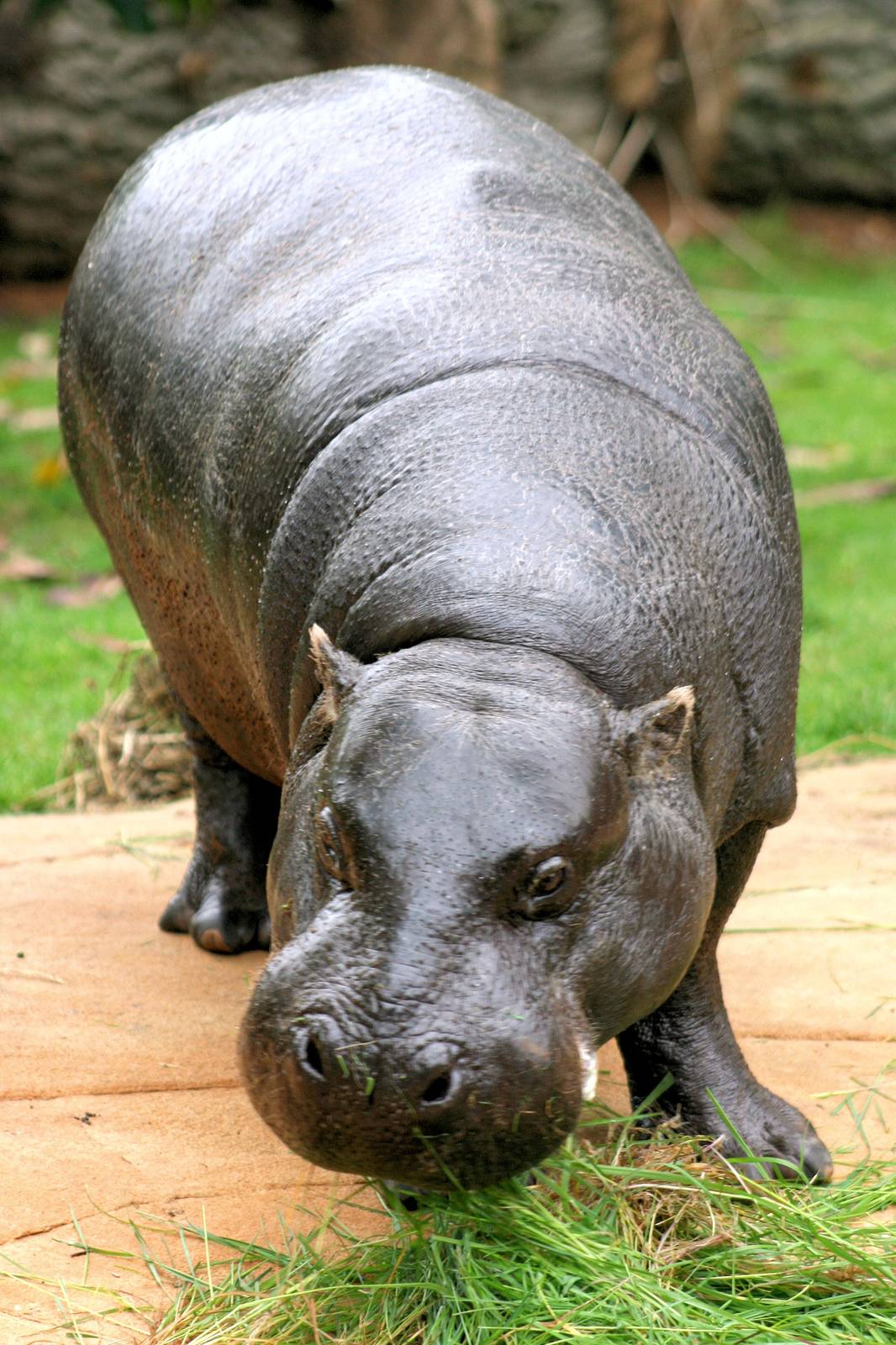'Nicky' female pygmy hippo; London Zoo; 2nd May 2014
