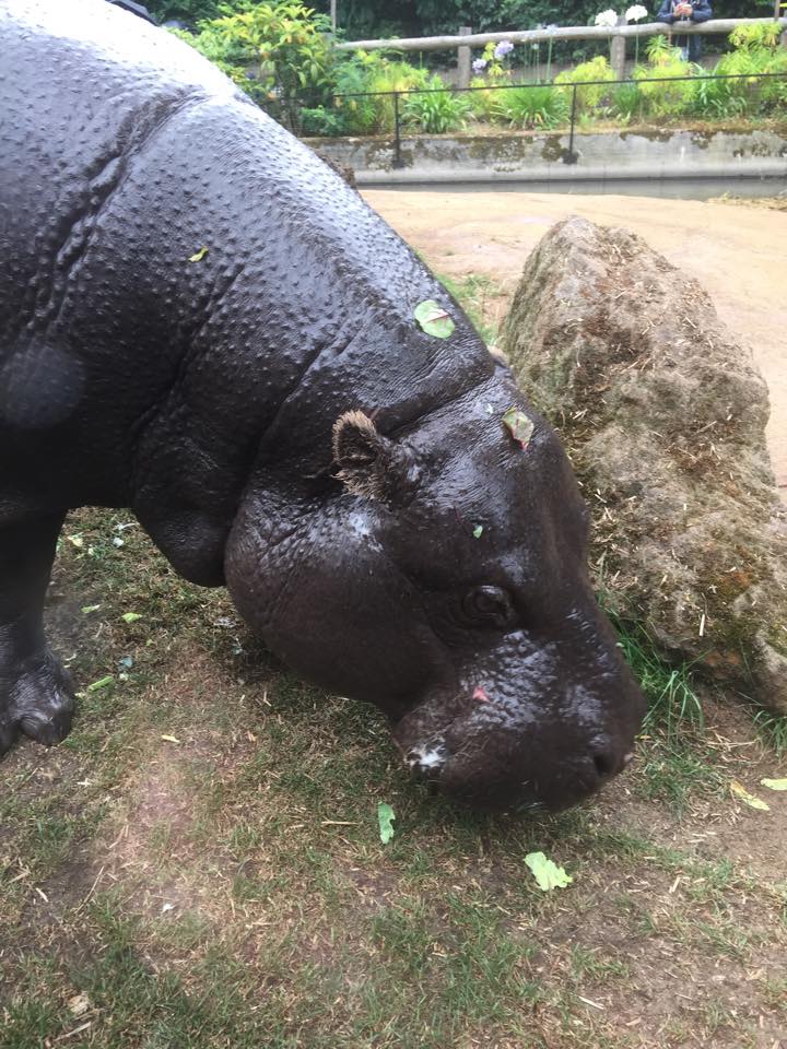 Nicky the Pygmy Hippo -ZSL London Zoo - 2/8/16