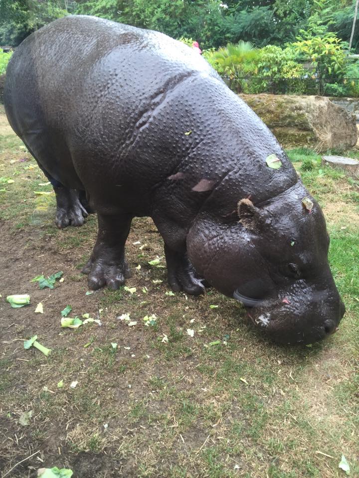 Nicky the Pygmy Hippo - ZSL London Zoo - 2/8/16