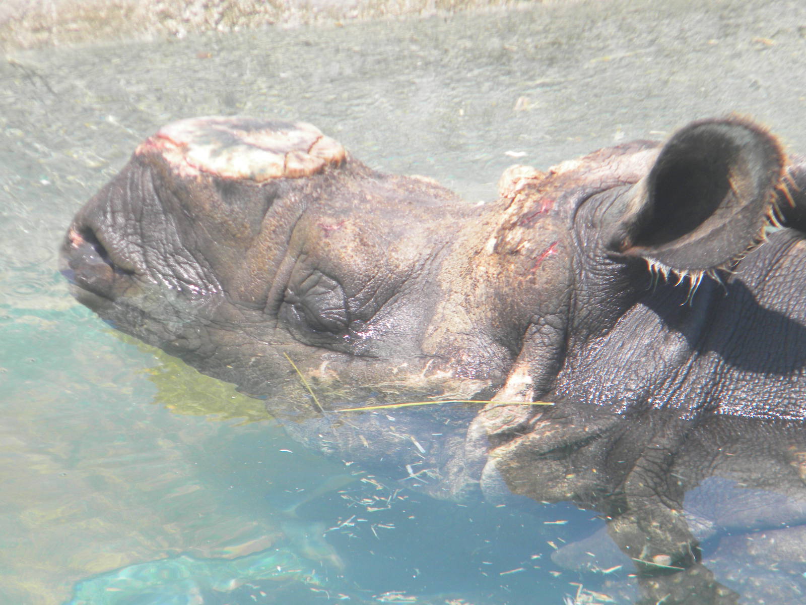 Nico the Greater one-horned Rhino at Terra Natura 29/07/11