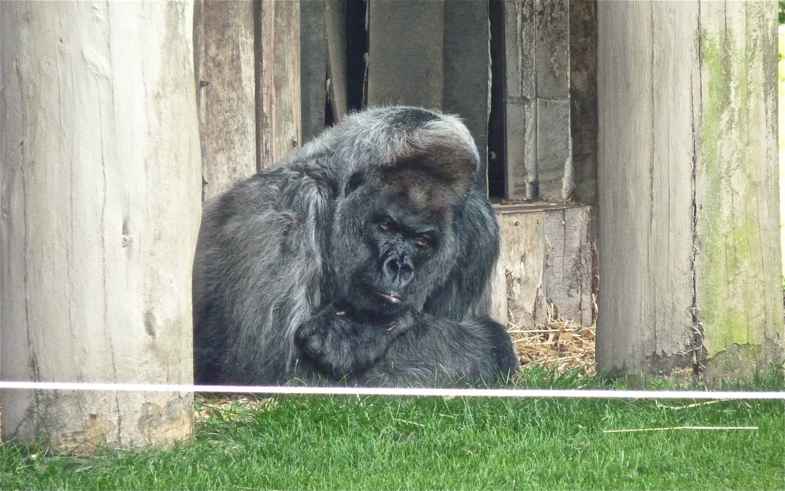 Nico the Western Lowland Gorilla