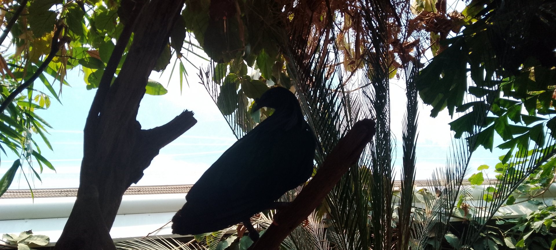Nicobar Pigeon 010625