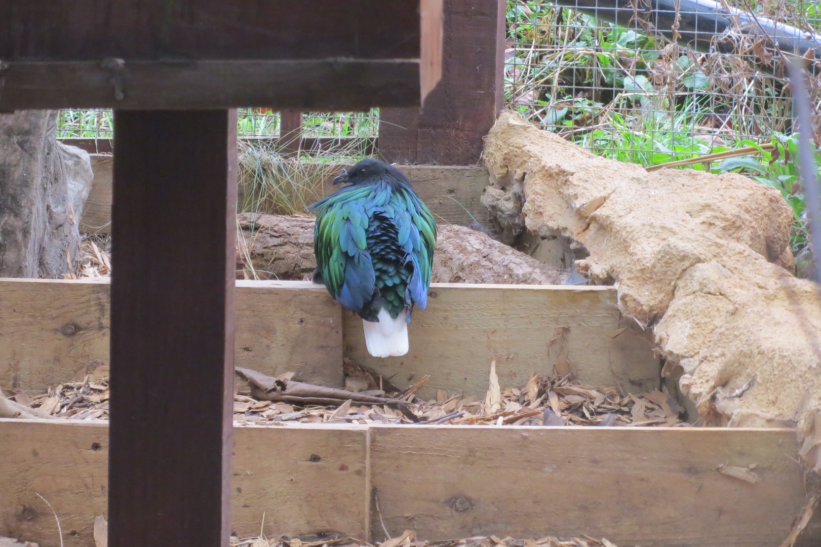 Nicobar pigeon 040319