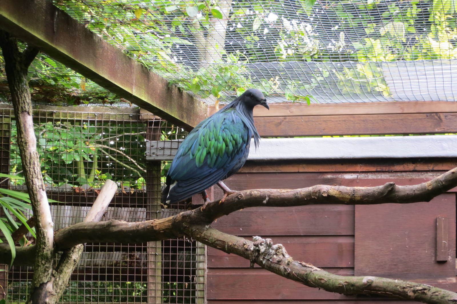 Nicobar Pigeon 08/14