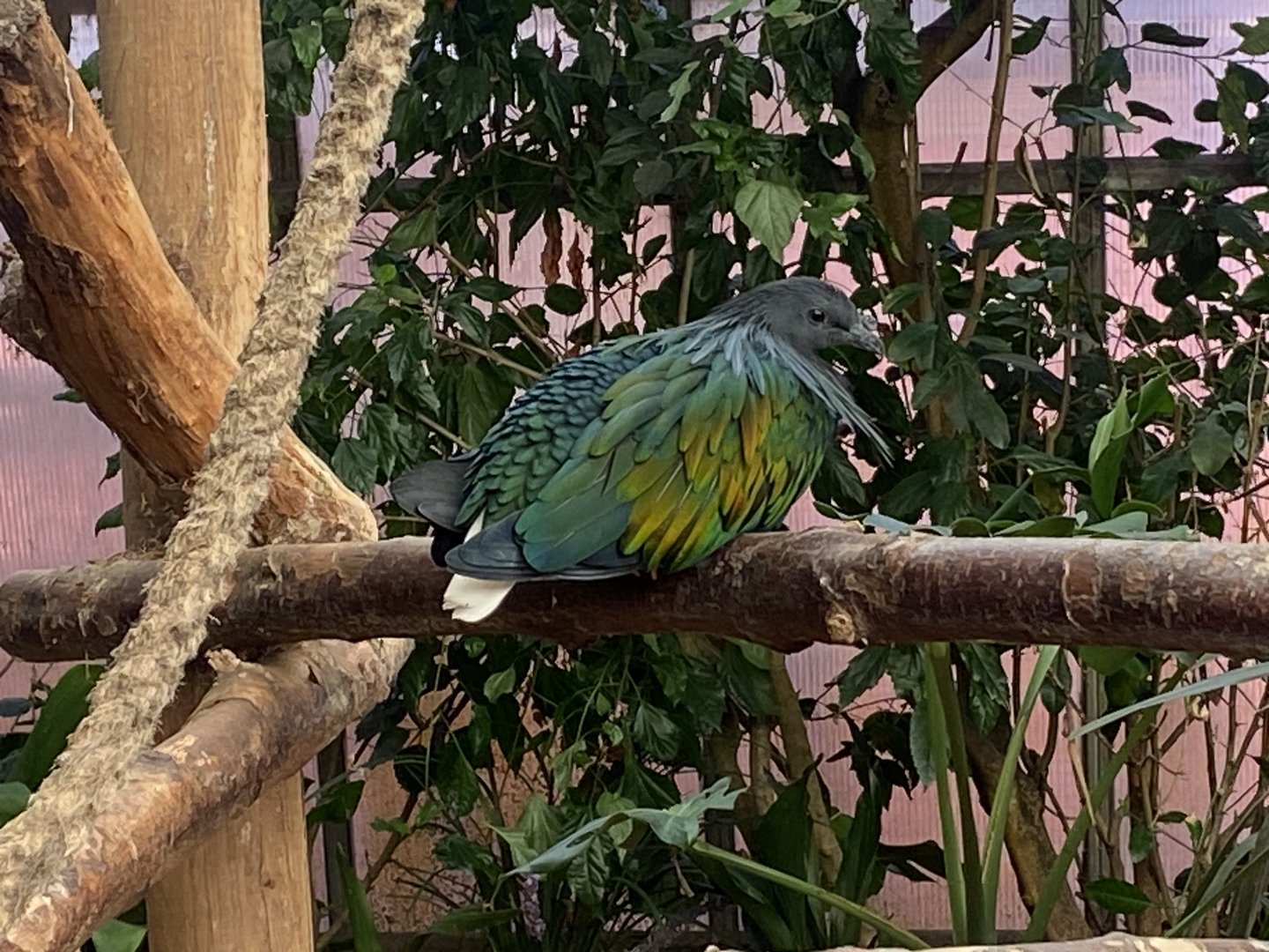 Nicobar pigeon 140923