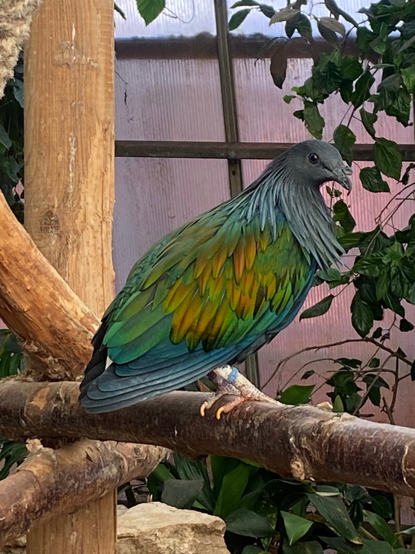 Nicobar pigeon 140923