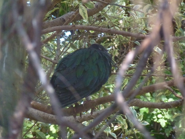 Nicobar pigeon 15.12.12