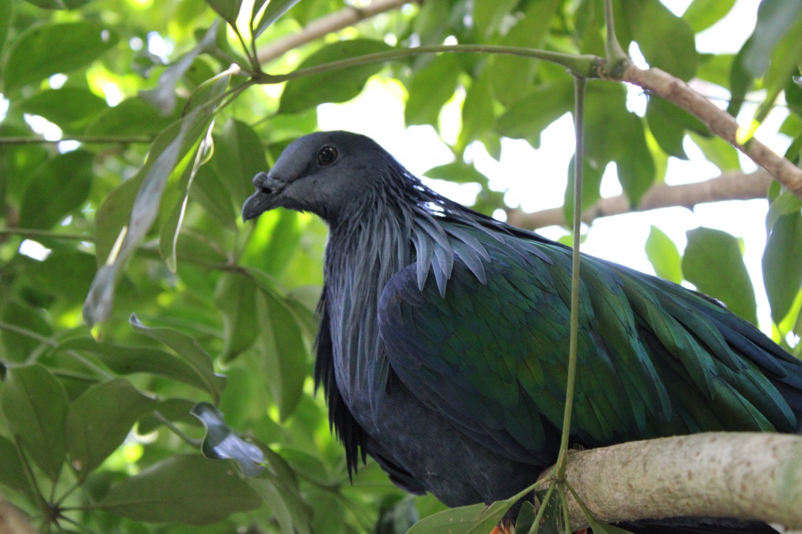 Nicobar Pigeon - 16/08/25