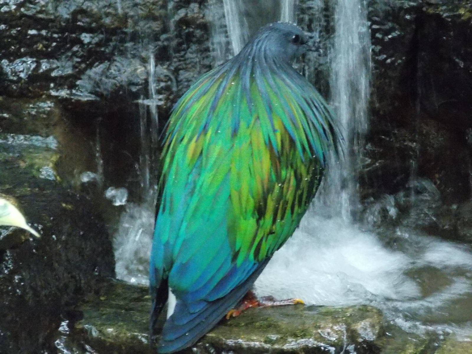 Nicobar Pigeon 18/5/13